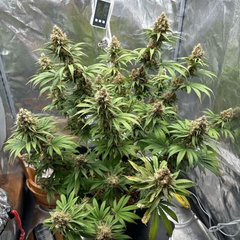 Special Kush #1 RQS growlog photo: 78