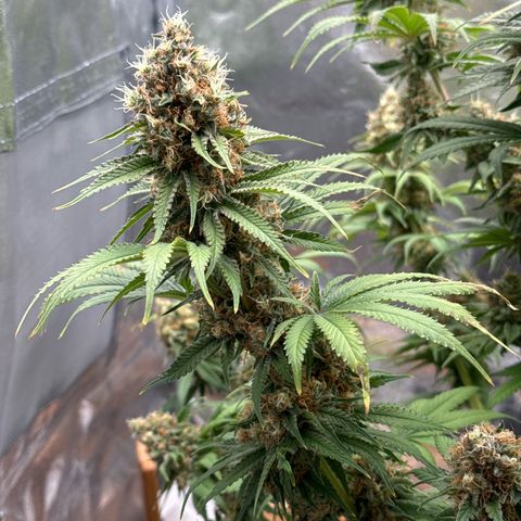Special Kush #1 RQS growlog photo: 78