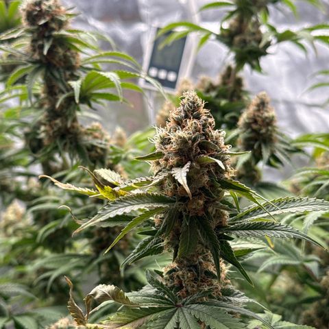 Special Kush #1 RQS growlog photo: 78