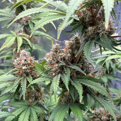 Special Kush #1 RQS growlog photo: 78