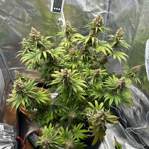Special Kush #1 RQS growlog photo: 80