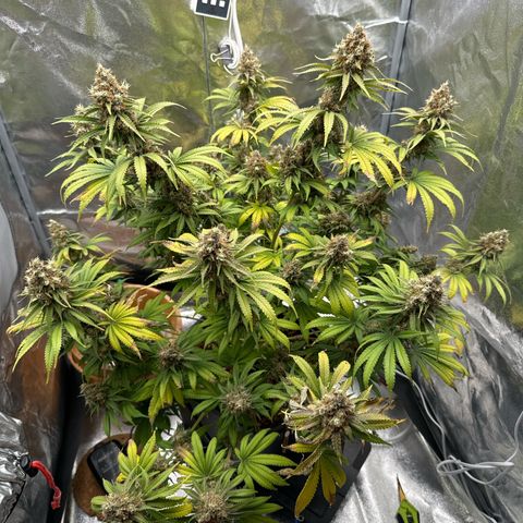 Special Kush #1 RQS growlog photo: 81