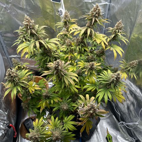 Special Kush #1 RQS growlog photo: 82