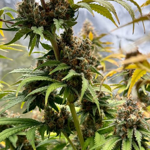 Special Kush #1 RQS growlog photo: 83