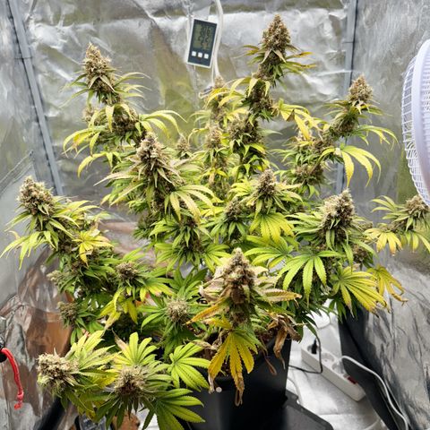Special Kush #1 RQS growlog photo: 83