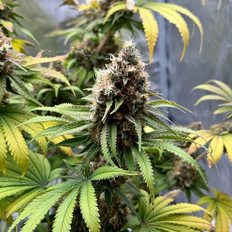 Special Kush #1 RQS growlog photo: 83