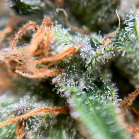 Special Kush #1 RQS growlog photo: 82