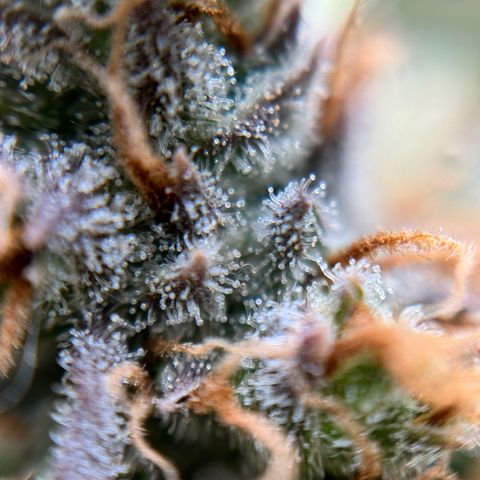 Special Kush #1 RQS growlog photo: 82