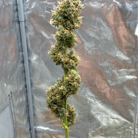 Special Kush #1 RQS growlog timeline photo
