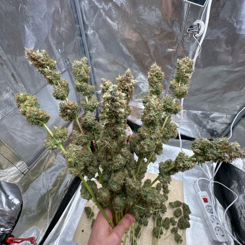 Special Kush #1 RQS growlog timeline photo