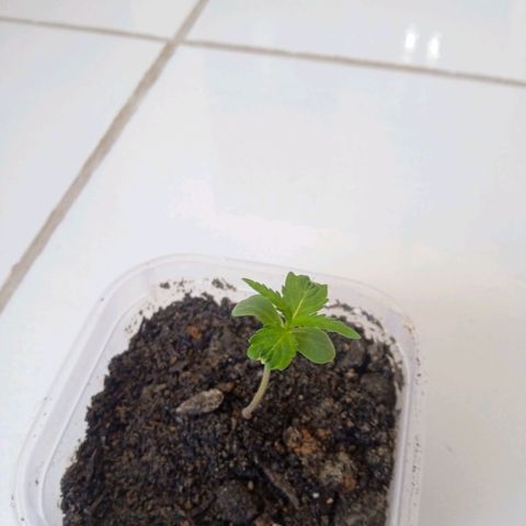 Prensada growlog photo: Troquei de vaso enquan