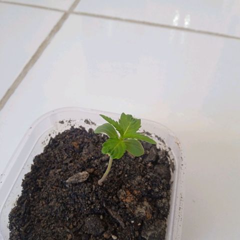 Prensada growlog photo: Troquei de vaso enquanto 
