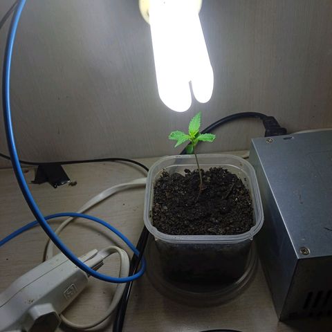 Prensada growlog photo: As folhas debaixo estão demorando mais pra desenvolver que as que nasceram depois e eu não sei porque 