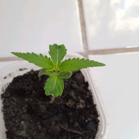 Prensada growlog photo: As folhas debaixo estão demorando mais pra desenvolver que as que nasceram depois e eu não sei porque 