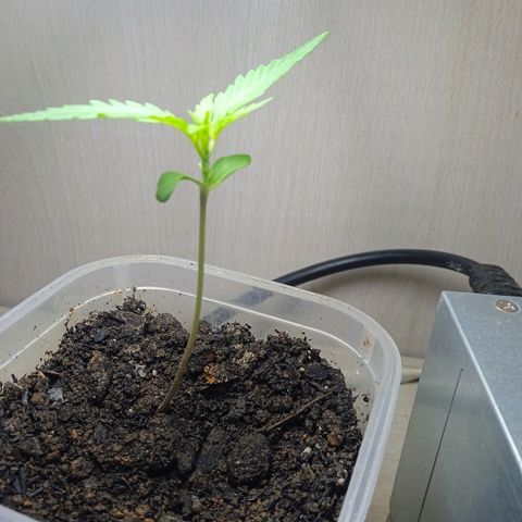 Prensada growlog photo: poda mesmo dia