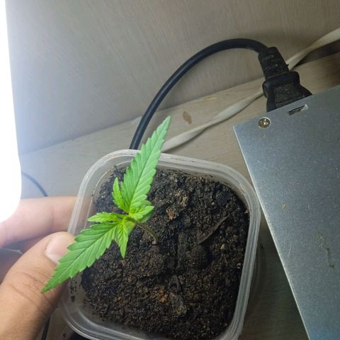 Prensada growlog photo: poda mesmo dia