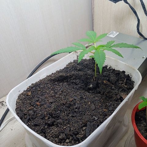 Prensada growlog timeline photo