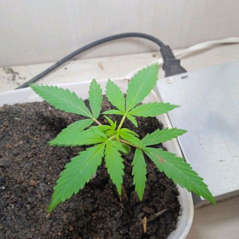 Prensada growlog timeline photo
