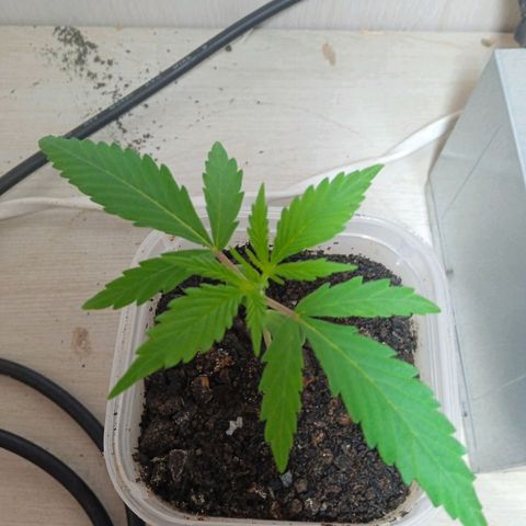 Prensada growlog timeline photo