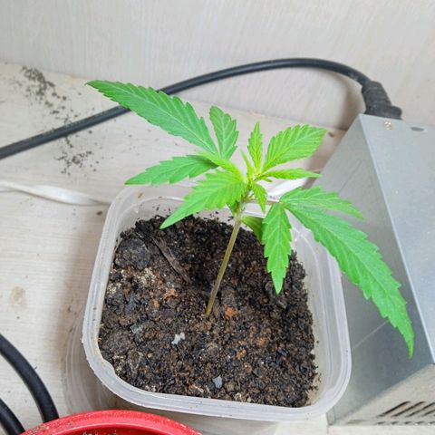 Prensada growlog timeline photo