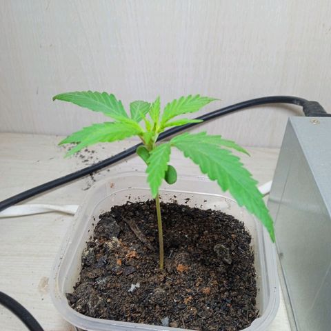 Prensada growlog timeline photo