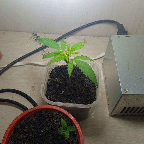 Prensada growlog timeline photo