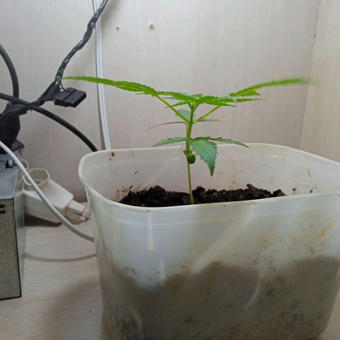Prensada growlog photo: Mudança de ambiente 