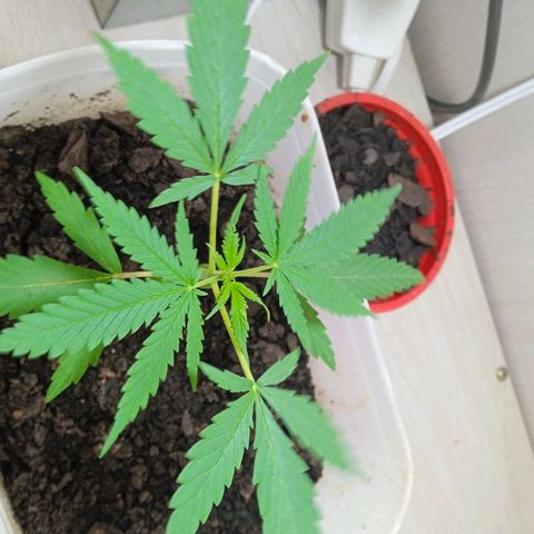 Prensada growlog photo: Mudança de ambiente 