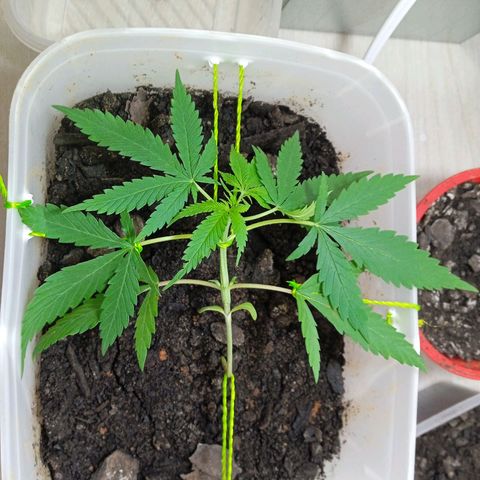 Prensada growlog timeline photo