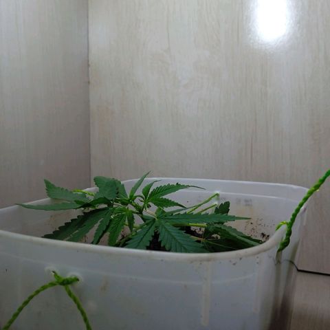 Prensada growlog timeline photo