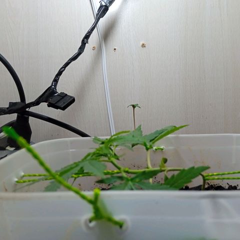 Prensada growlog timeline photo