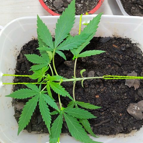 Prensada growlog timeline photo