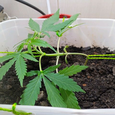Prensada growlog timeline photo