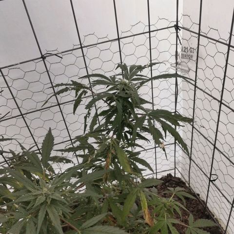 Canabis polo #1 growlog timeline photo