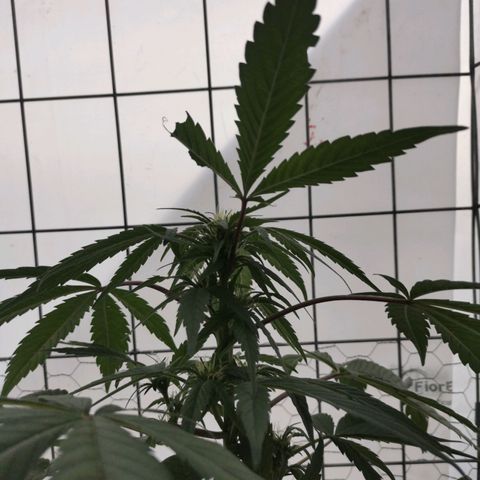 Canabis polo #1 growlog timeline photo