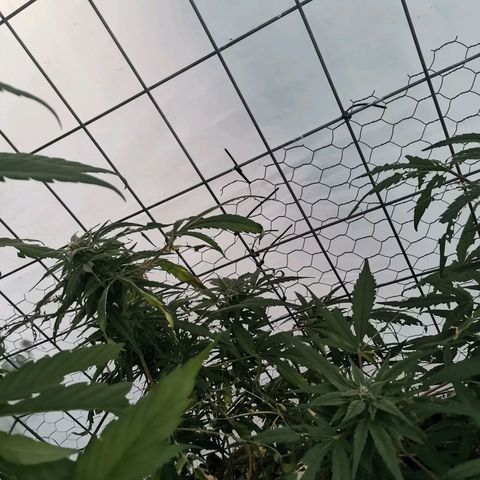 Canabis polo #1 growlog timeline photo