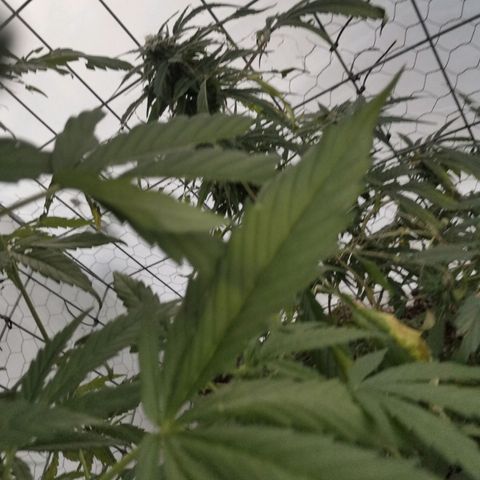 Canabis polo #1 growlog timeline photo