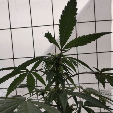 Canabis polo #1 growlog timeline photo