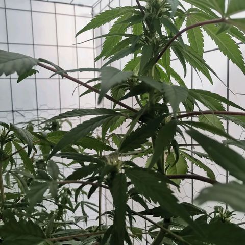 Canabis polo #1 growlog timeline photo