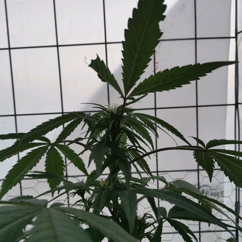 Canabis polo #1 growlog timeline photo