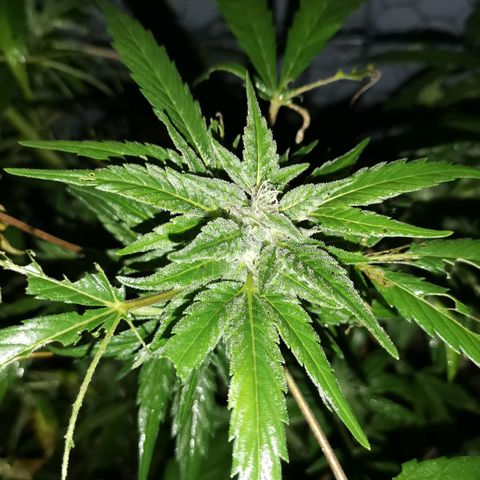 Canabis polo #1 growlog timeline photo