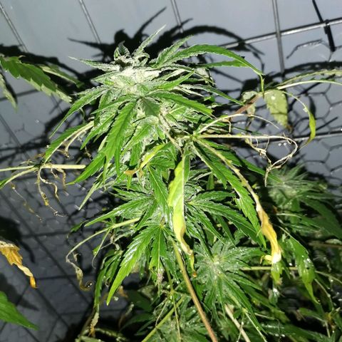 Canabis polo #1 growlog timeline photo