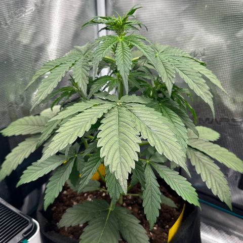#1 growlog timeline photo