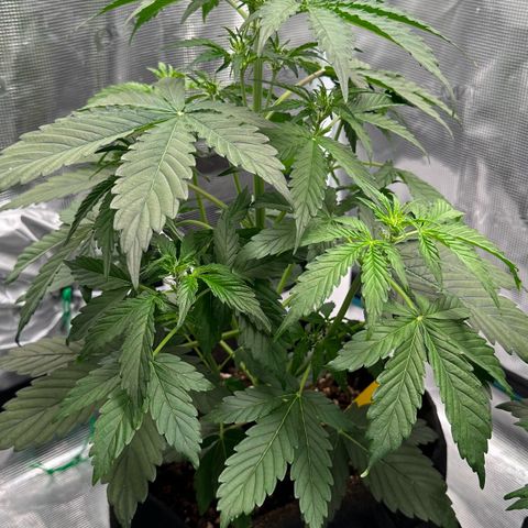 #1 growlog timeline photo