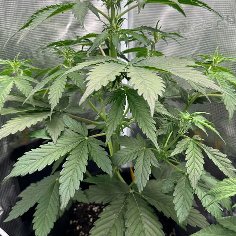 #1 growlog timeline photo