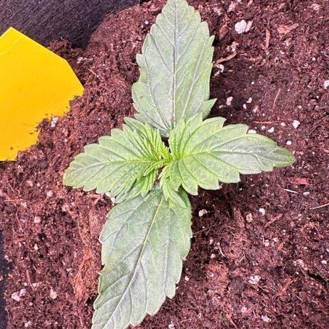 #1 growlog timeline photo