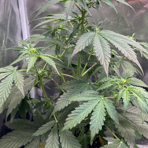 #1 growlog timeline photo