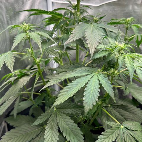 #1 growlog timeline photo