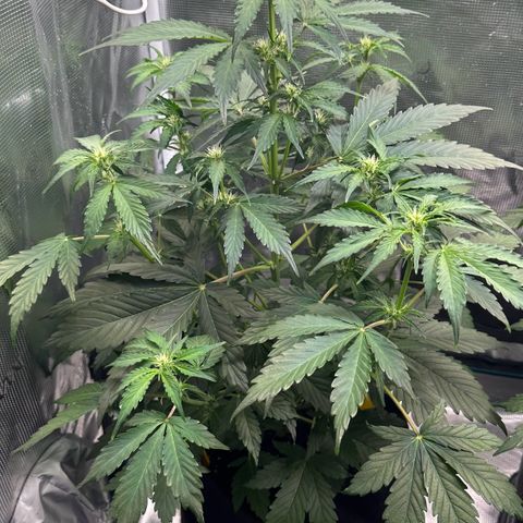 #1 growlog timeline photo