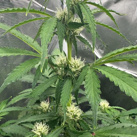 #1 growlog timeline photo